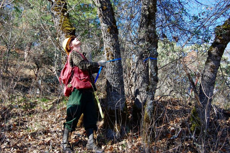A worker tying a ribbon around a tree to mark it