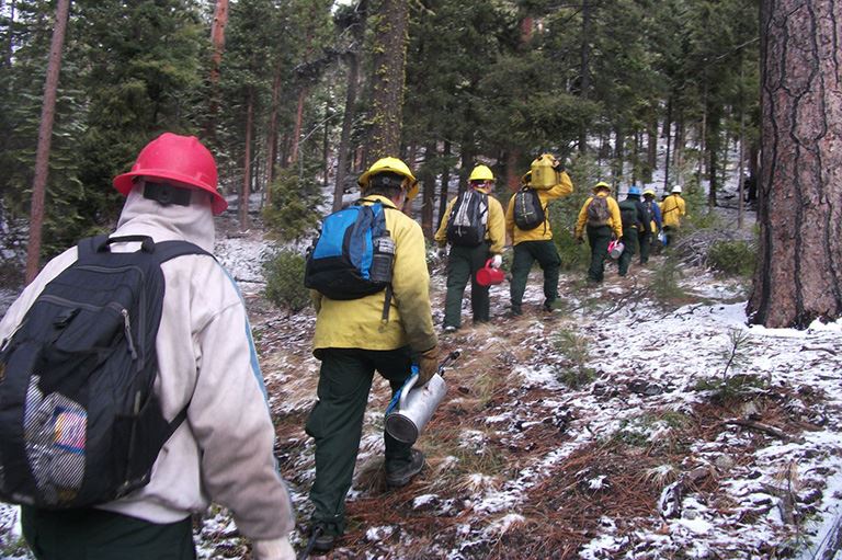 A line of workers walking along a forest trail