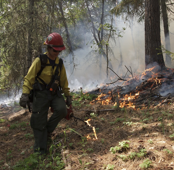 Fire professional burning in the woods with a drip torch