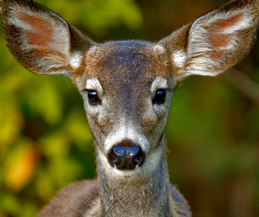 Deer looking straight at camera 