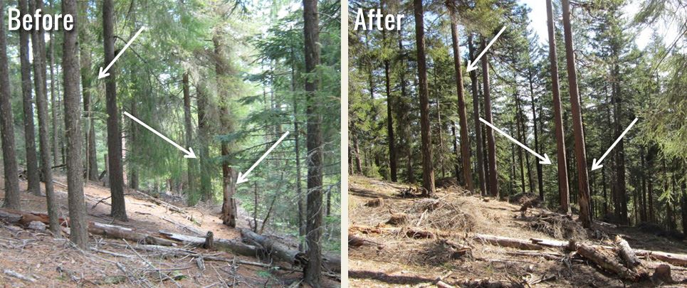 large trees, before and after thinning of small trees nearby