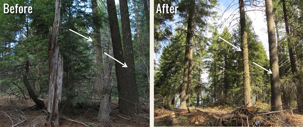 large trees, before and after thinning of small trees nearby
