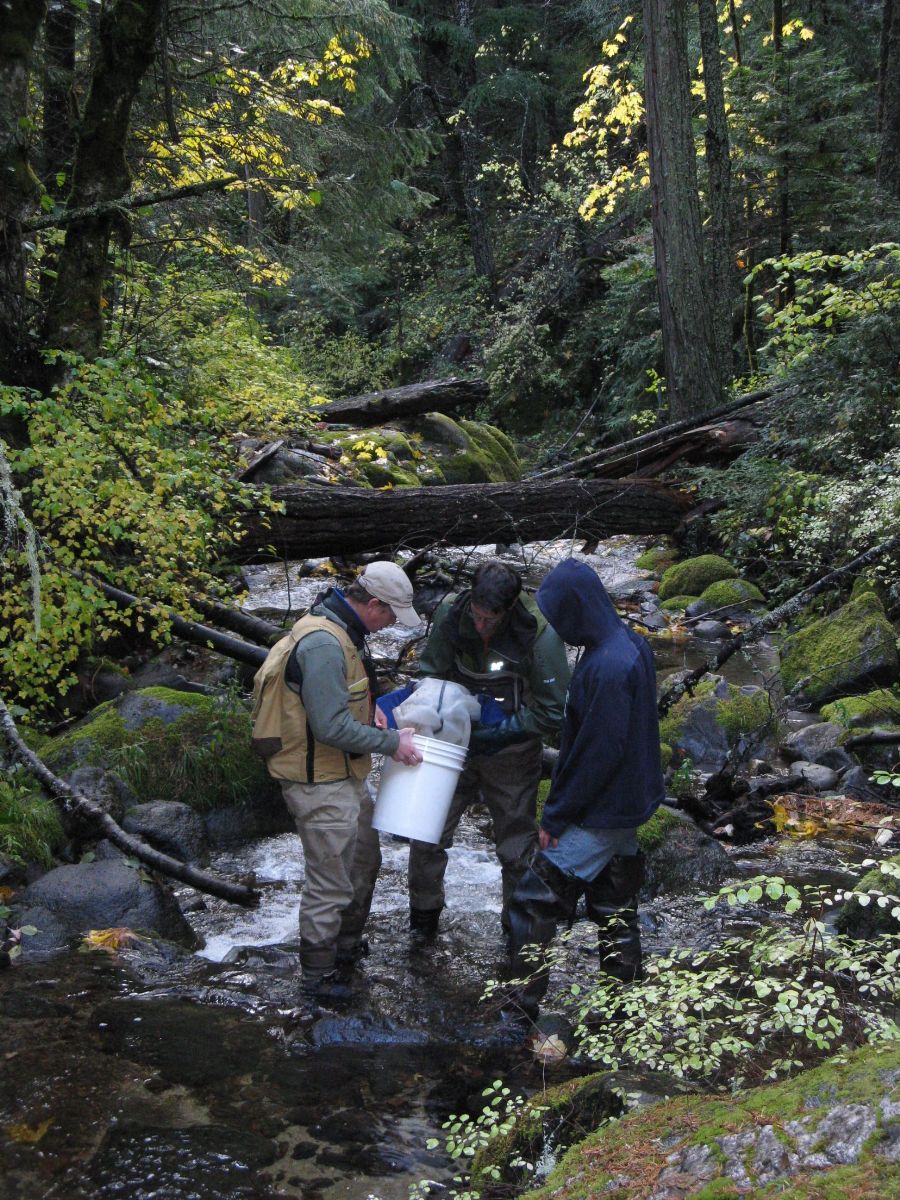 Three people standing in a creek, holding a bucket