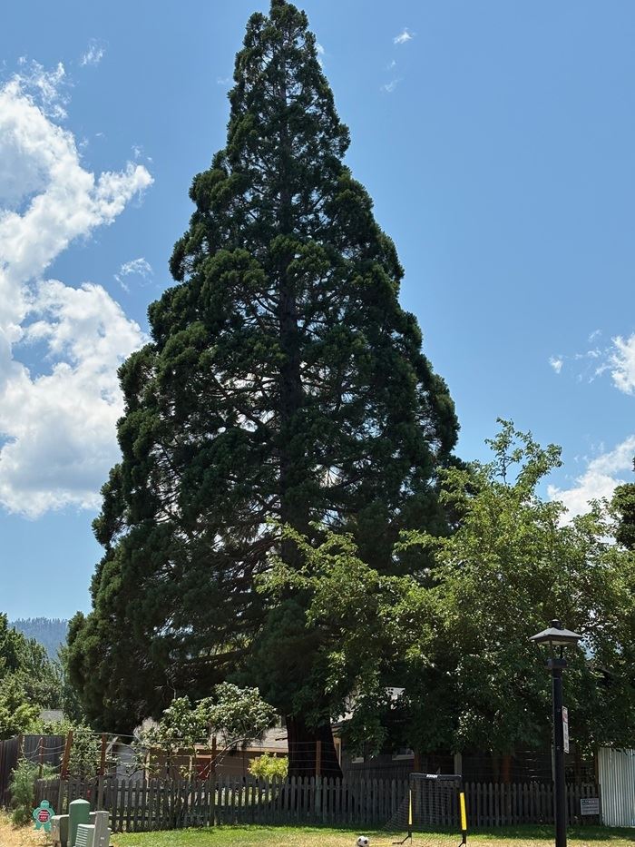 Sequoia Redwood 2025 Tree of the Year 