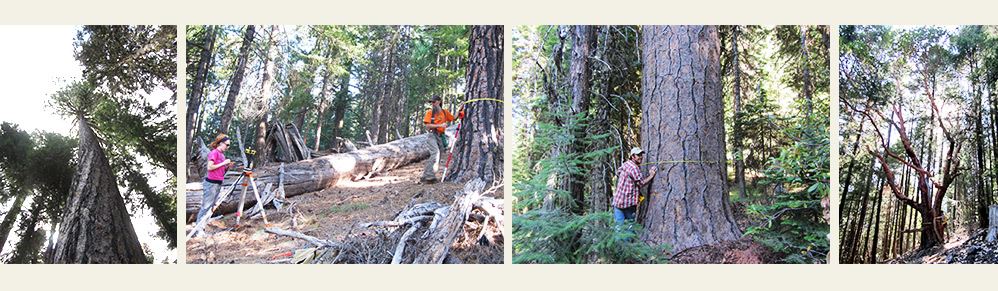 A tall evergreen tree; workers measuring tree diameters