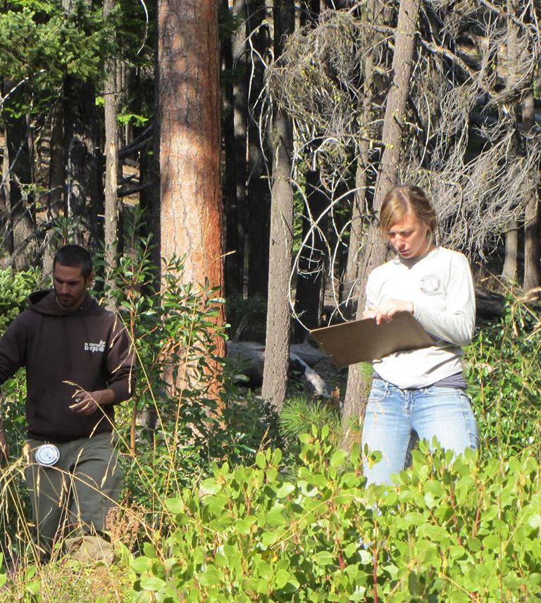 Workers with a clipboard, standing in a forest